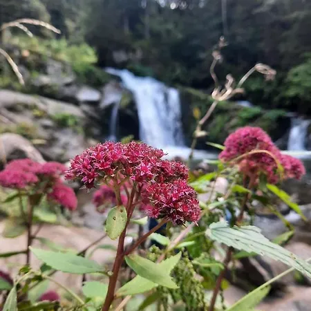 Apartment Opir Skole