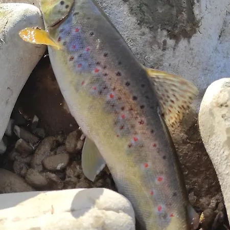 Opir Apartment Skole