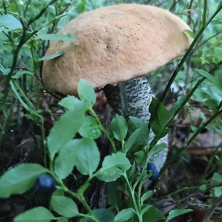 Opir Апартаменты